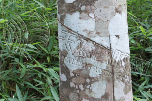 「輪胎硫化膠囊概述」看不見(jiàn)的“模具”，如何塑造每一只橡膠輪胎（五）
