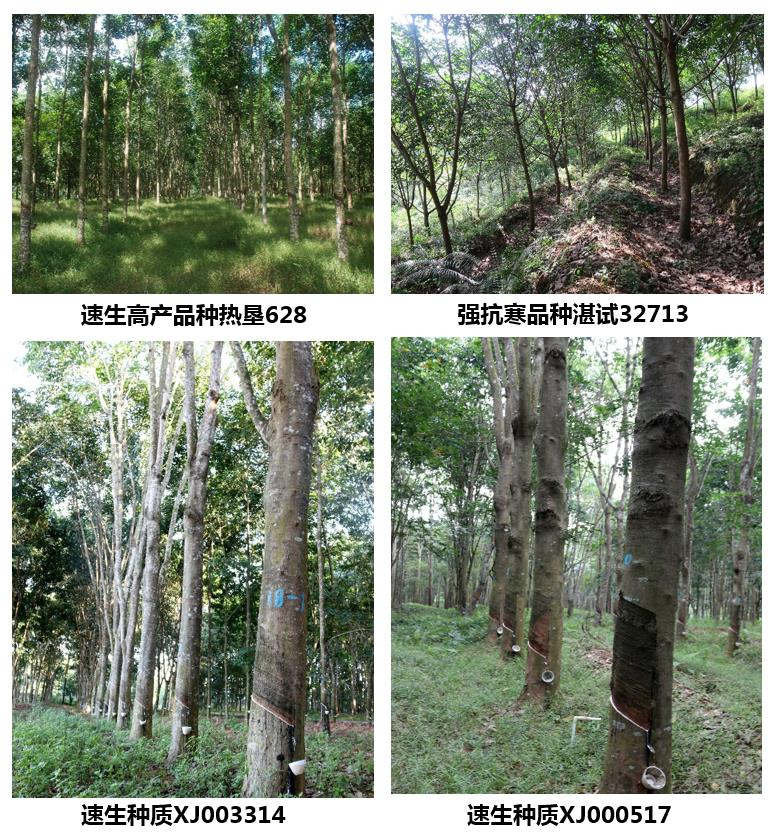 優(yōu)勢橡膠樹新品種、新種質(zhì)和新型種植材料
