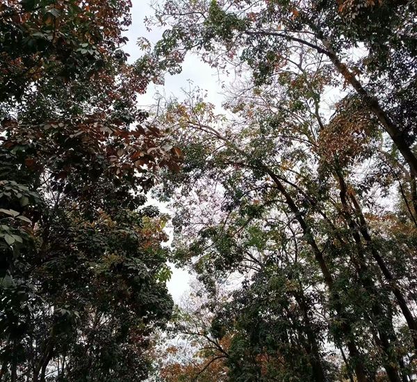 月上旬橡膠樹物候、病蟲情監(jiān)測（三）.jpg