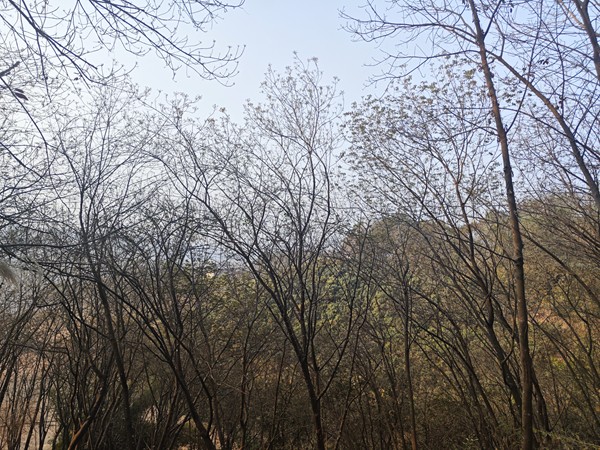 橡膠樹(shù)物候、病蟲(chóng)情2月中旬監(jiān)測(cè)情況