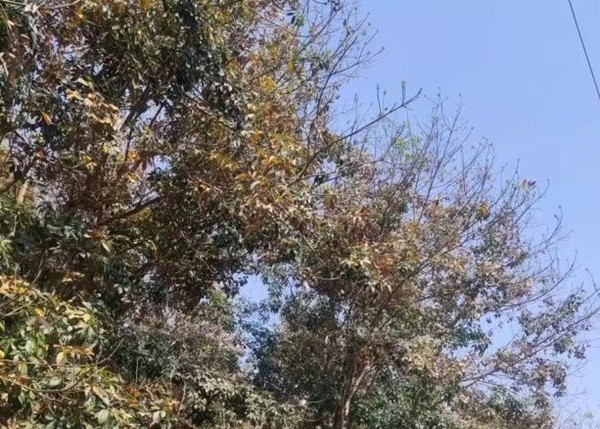 橡膠樹物候、病蟲情（三）.jpg