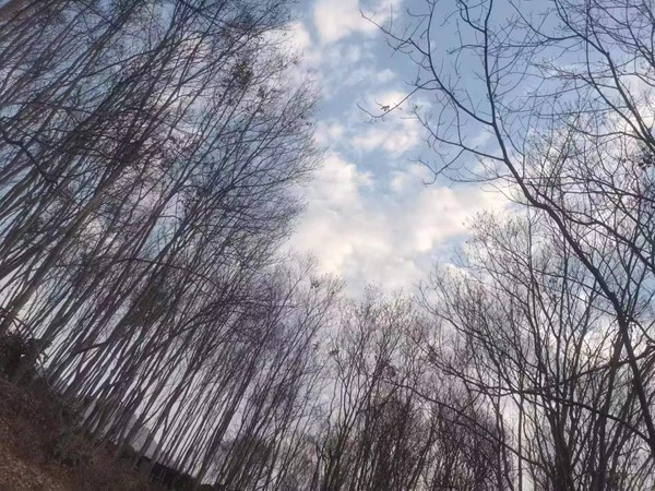 橡膠樹物候、病蟲情（三）.jpg