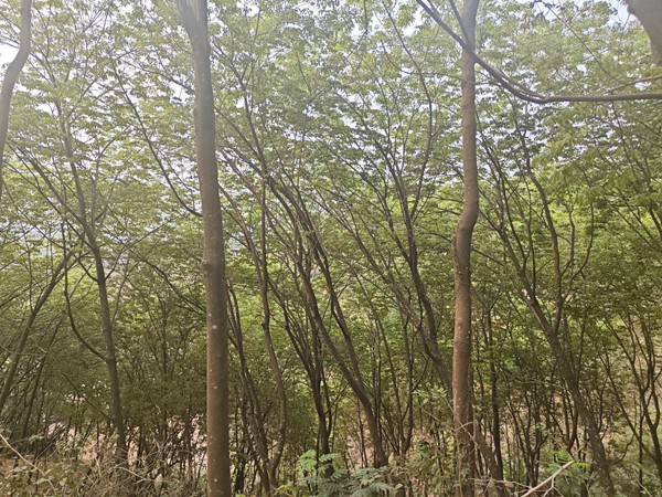 橡膠樹物候、病蟲情（一）.jpg