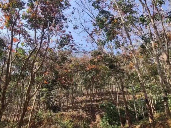 橡膠樹物候、病蟲情（二）.jpg