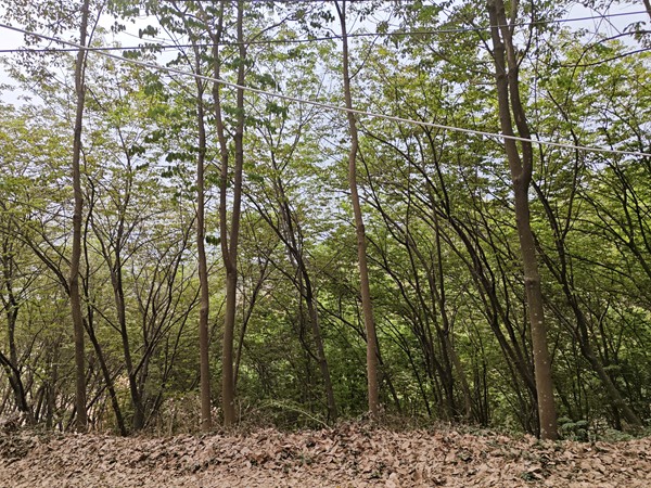橡膠樹物候、病蟲情（一）.jpg