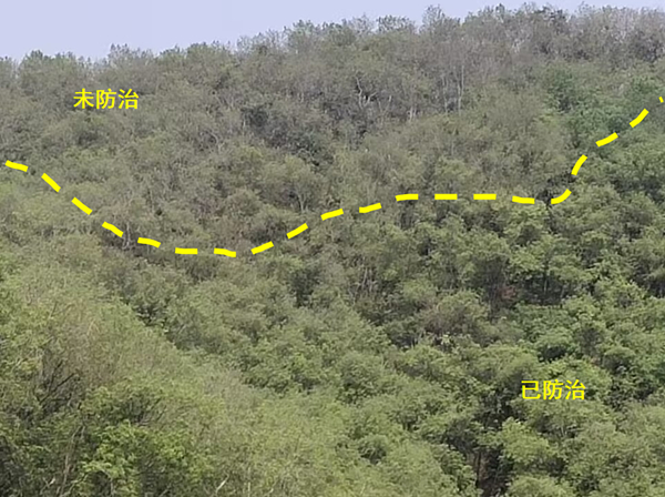 橡膠樹物候、病蟲情六.jpg