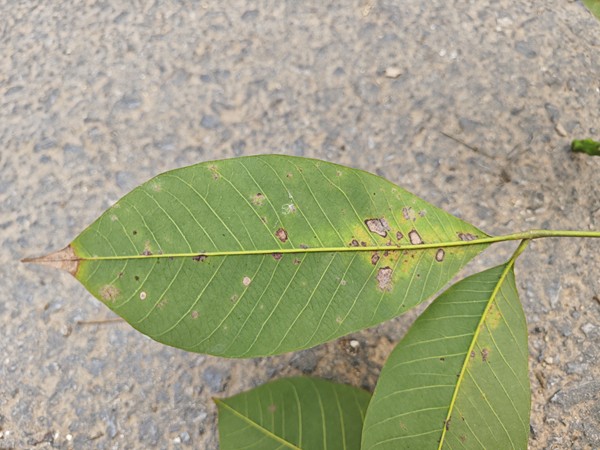 橡膠樹物候、病蟲情五.jpg