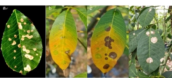 橡膠樹(shù)新發(fā)病害擬盤(pán)多毛孢葉斑病的報(bào)道與預(yù)警