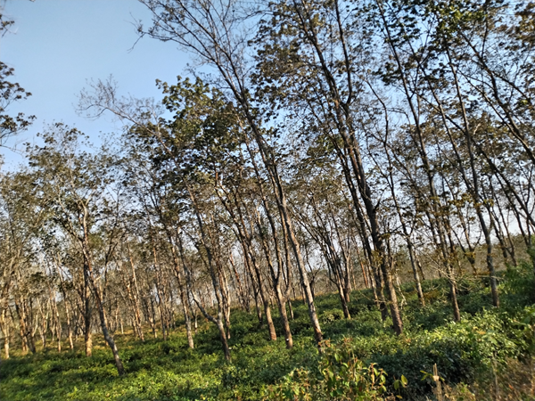 1710489153240778.png 云南二.png