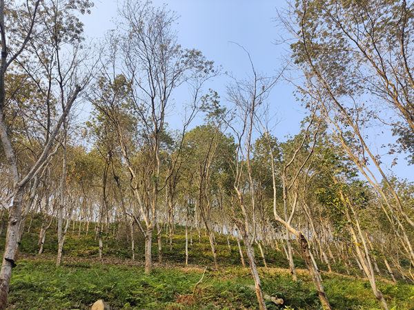 1710489169158886.png 云南三.png