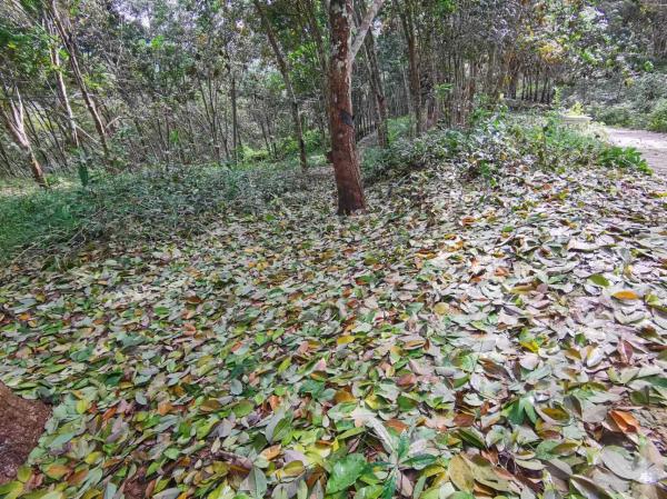 橡膠樹季風性落葉病監(jiān)測及防控建議二.jpg