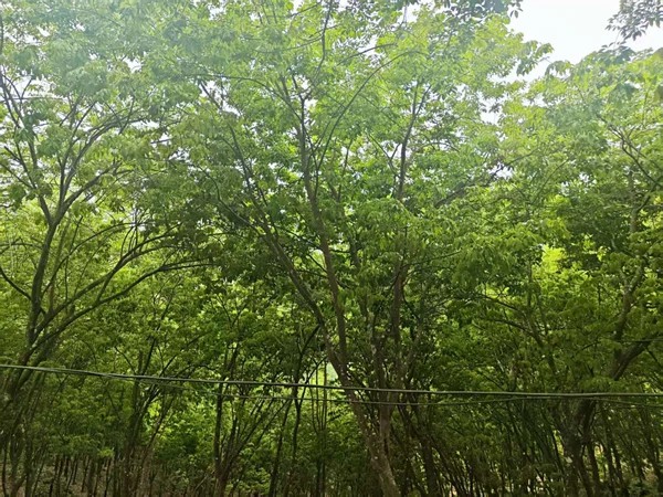 西雙版納、普洱片區(qū)橡膠樹物候（景洪）（圖：孔祥東）.jpg
