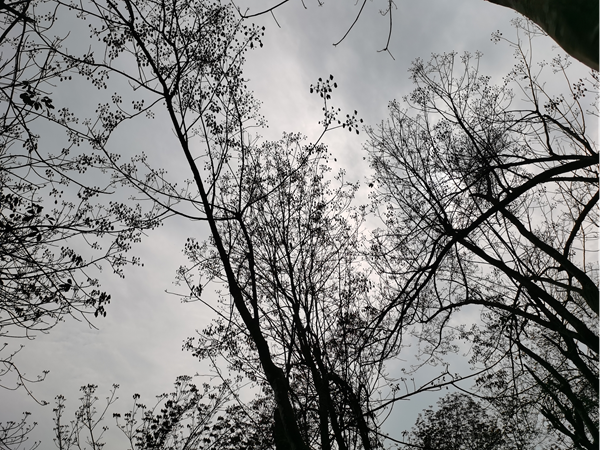 紅河片區(qū)橡膠樹物候（河口）（圖：朱文）.png