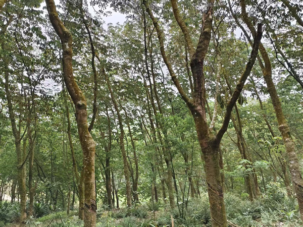 橡膠樹病蟲害監(jiān)測(cè)防控動(dòng)態(tài)三.png