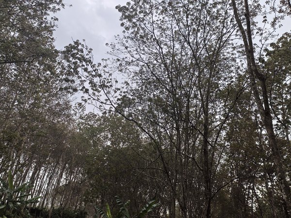 德宏、臨滄片區(qū)橡膠樹物候（瑞麗農(nóng)場）（圖：殷山山）.png