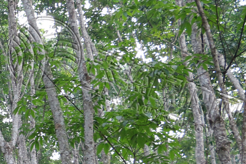 [橡膠周k]連續(xù)下跌，基本面無新利空